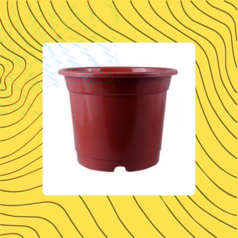 Free Gift - 4 Inch Red Nursery Pot - Flash Sale