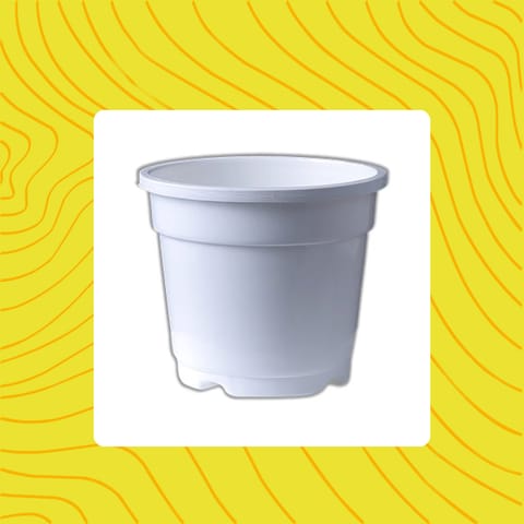 Free Gift - 4 Inch White Nursery Pot - Flash Sale