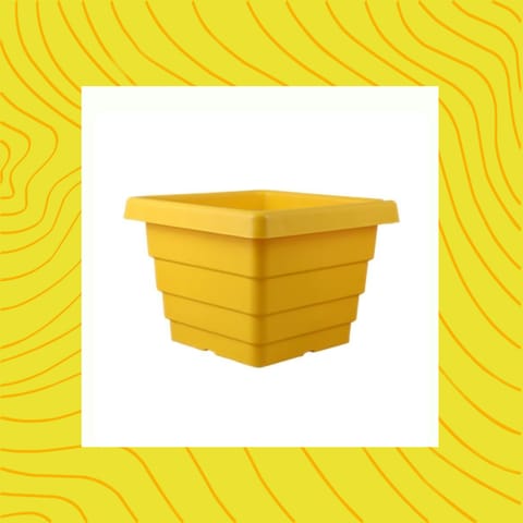 Free Gift - 4 Inch Yellow Premium Orchid Square Plastic Pot - Flash Sale