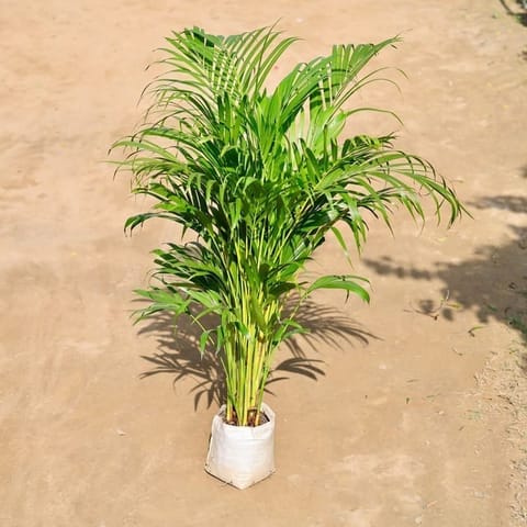 Areca Palm (~ 3 ft) in 8 Inch Nursery Bag