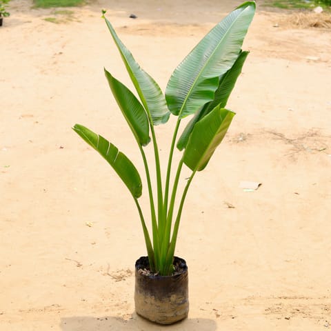 Traveller Palm in 8 Inch Nursery Bag
