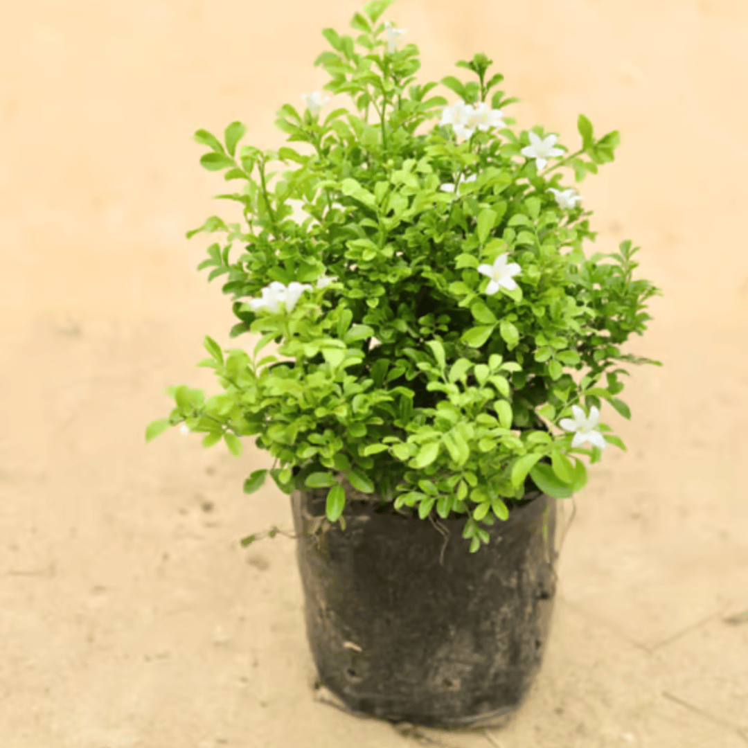 Murraya / Madhu Kamini in 5 Inch Nursery Bag