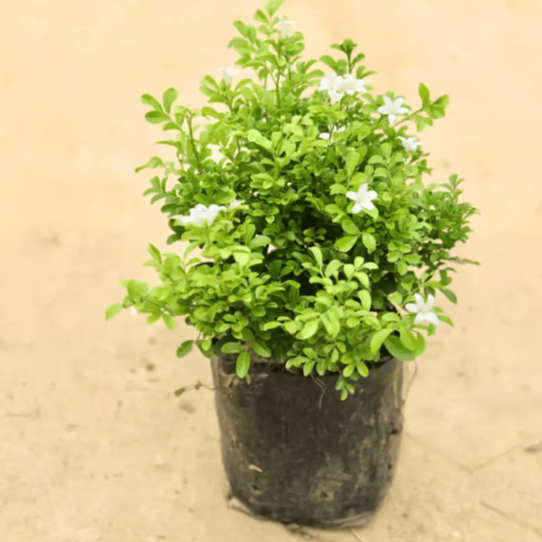 Murraya / Madhu Kamini in 5 Inch Nursery Bag
