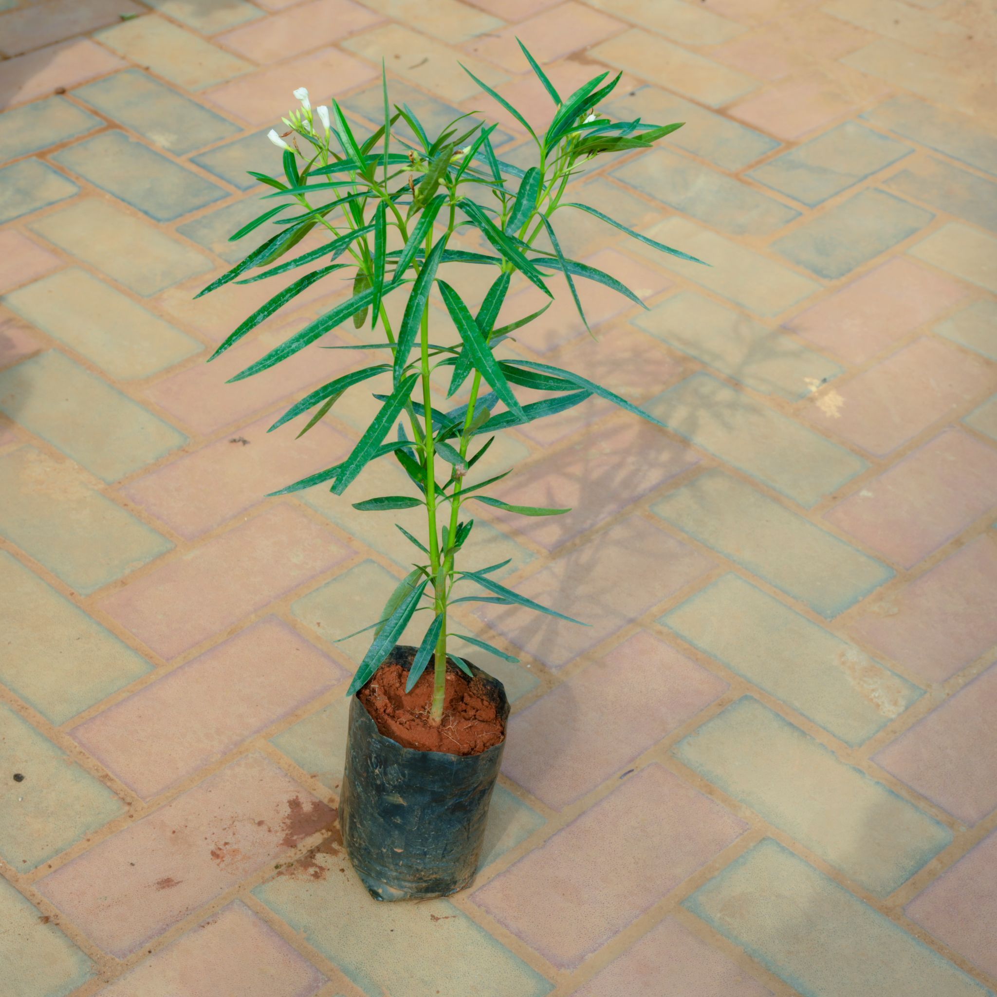Kaner / Oleander White in 5 Inch Nursery Bag