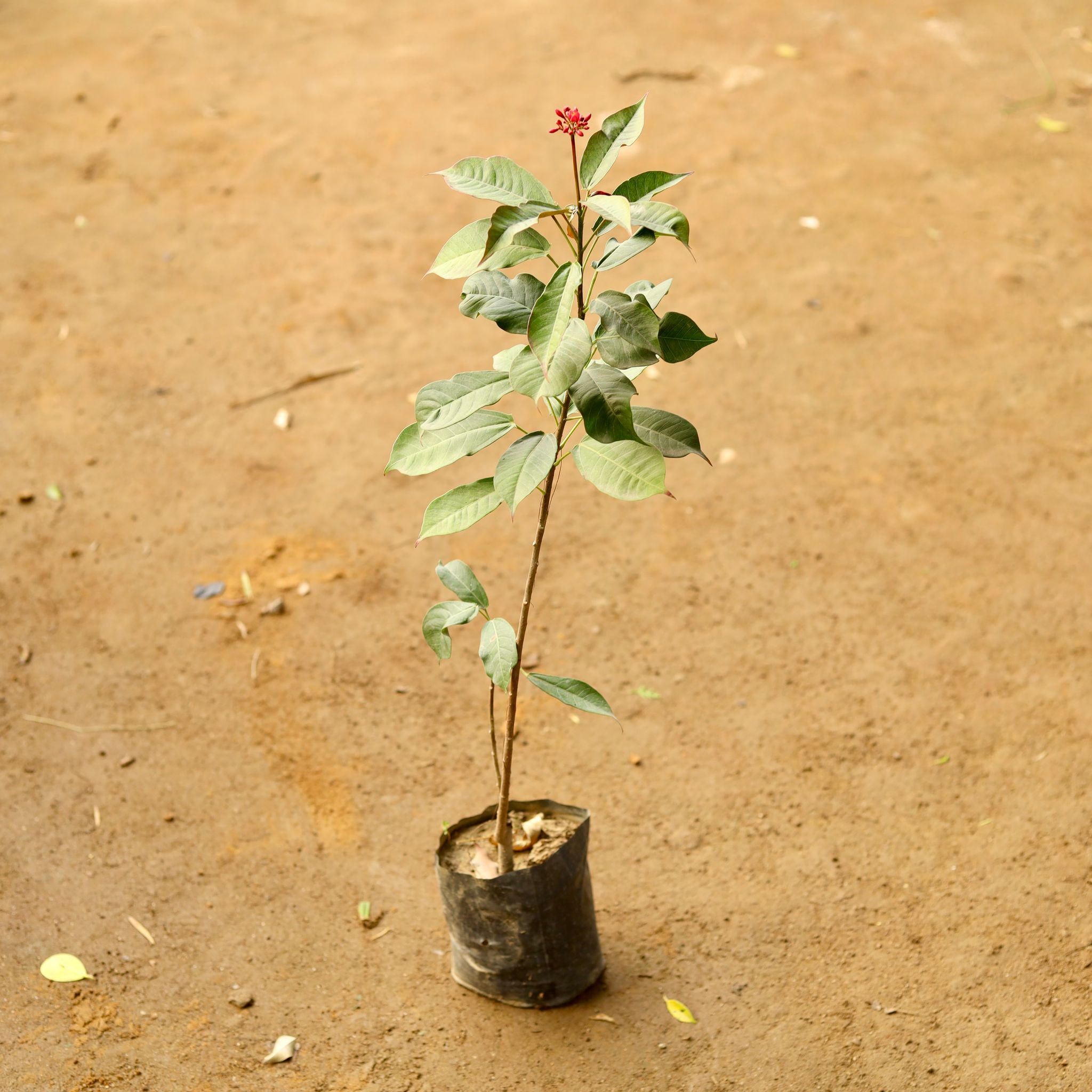 Jatropha / Sundar Rupa in 4 Inch Nursery Bag