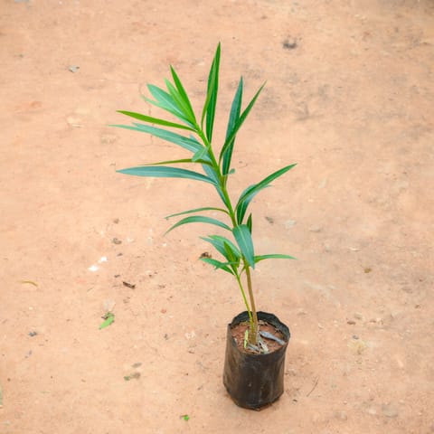 Kaner / Oleander (Any Colour) in 4 Inch Nursery Bag