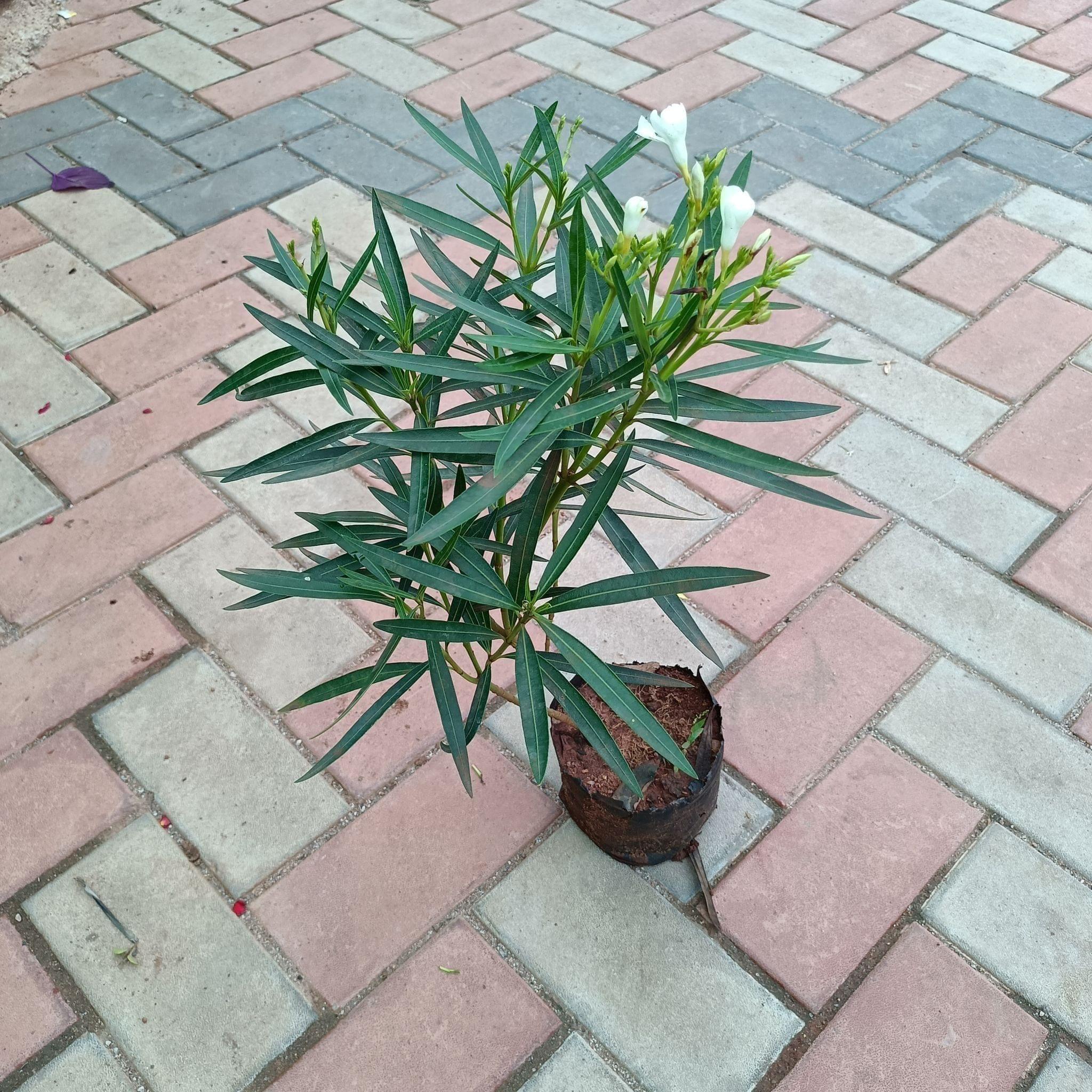 Kaner White in 4 Inch Nursery Bag