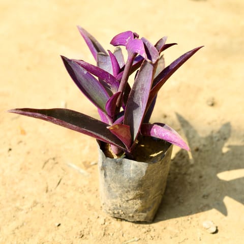 Purple Heart in 4 Inch Nursery bag