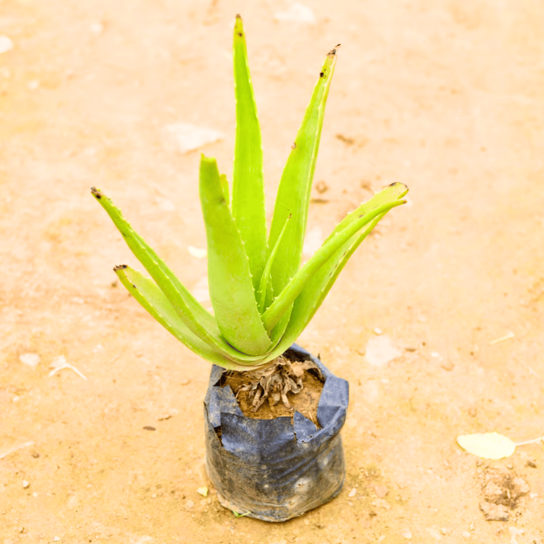 Aloe Vera in 4 Inch Nursery Bag