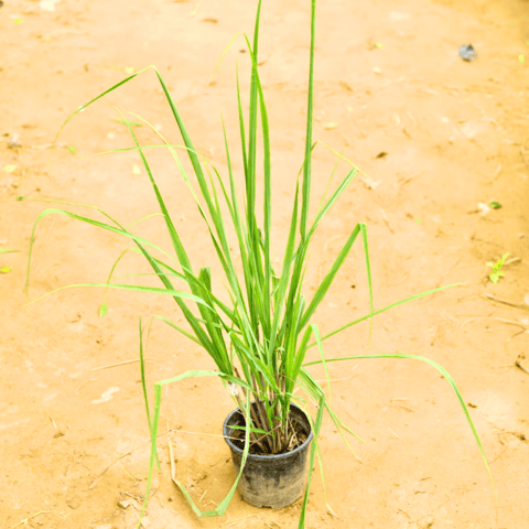 Lemon Grass in 6 Inch Nursery Pot