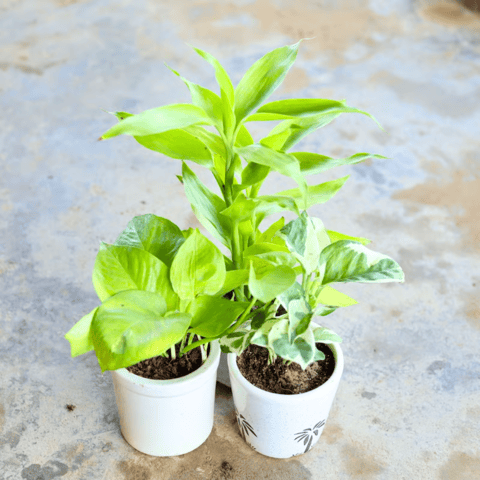Set of 3 - Golden Money Plant, Marble Money Plant, Lucky Bamboo in 4 Inch Ceramic Pot (Any Design, Colour)