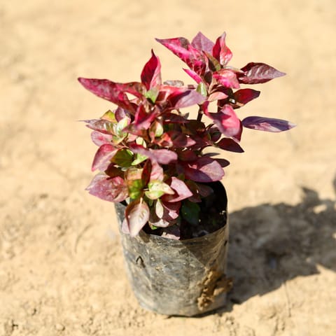 Alternanthera Red in 4 Inch Nursery Bag