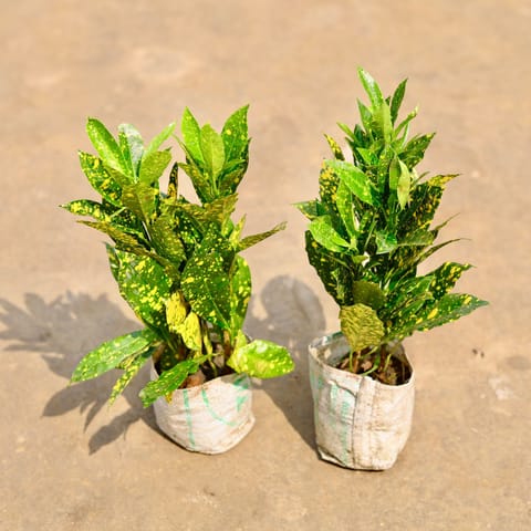 Air Purifying - Set of 2 - Baby Croton in 4 Inch Nursery Bag
