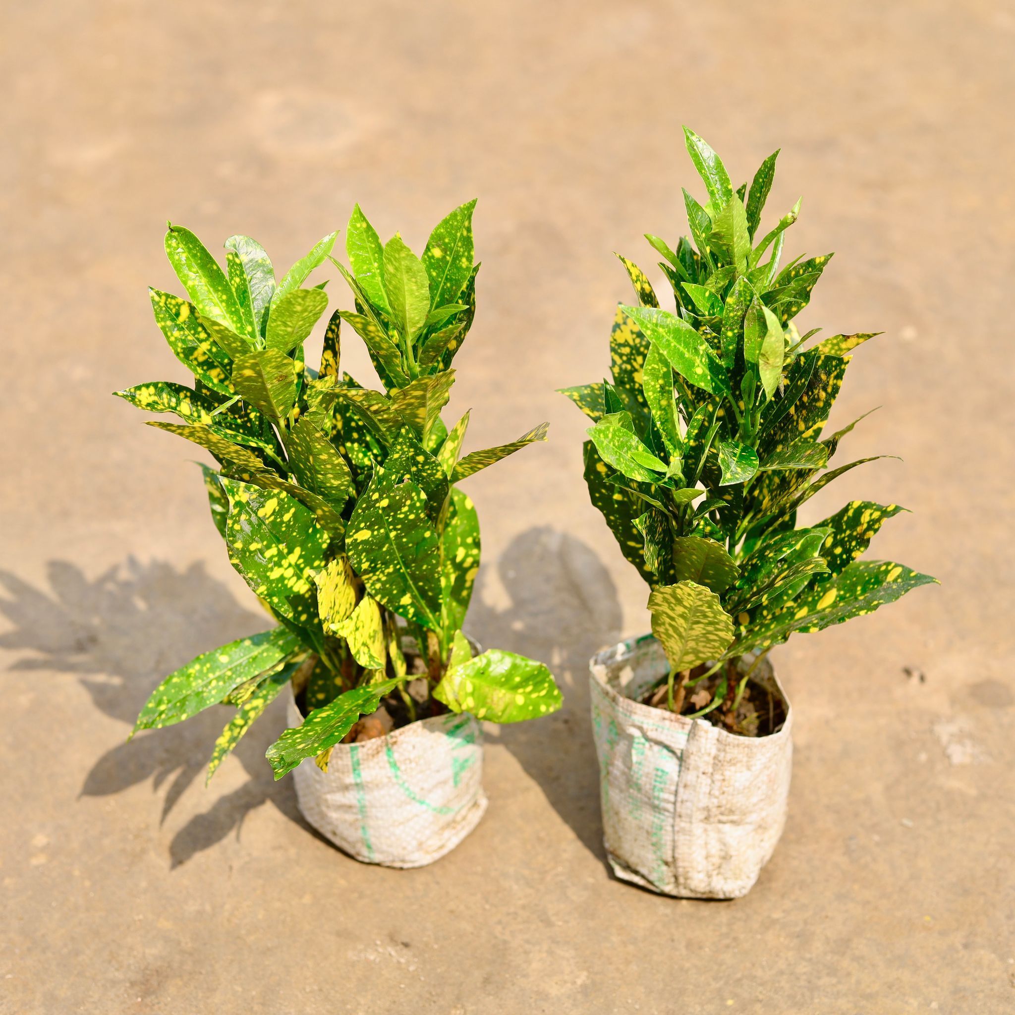 Set Of 2 - Baby Croton in 4 Inch Nursery Bag