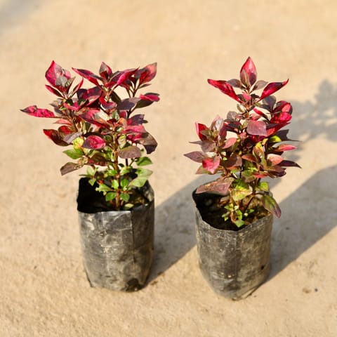 Xmas Special - Set of 2 - Alternanthera Red in 4 Inch Nursery Bag