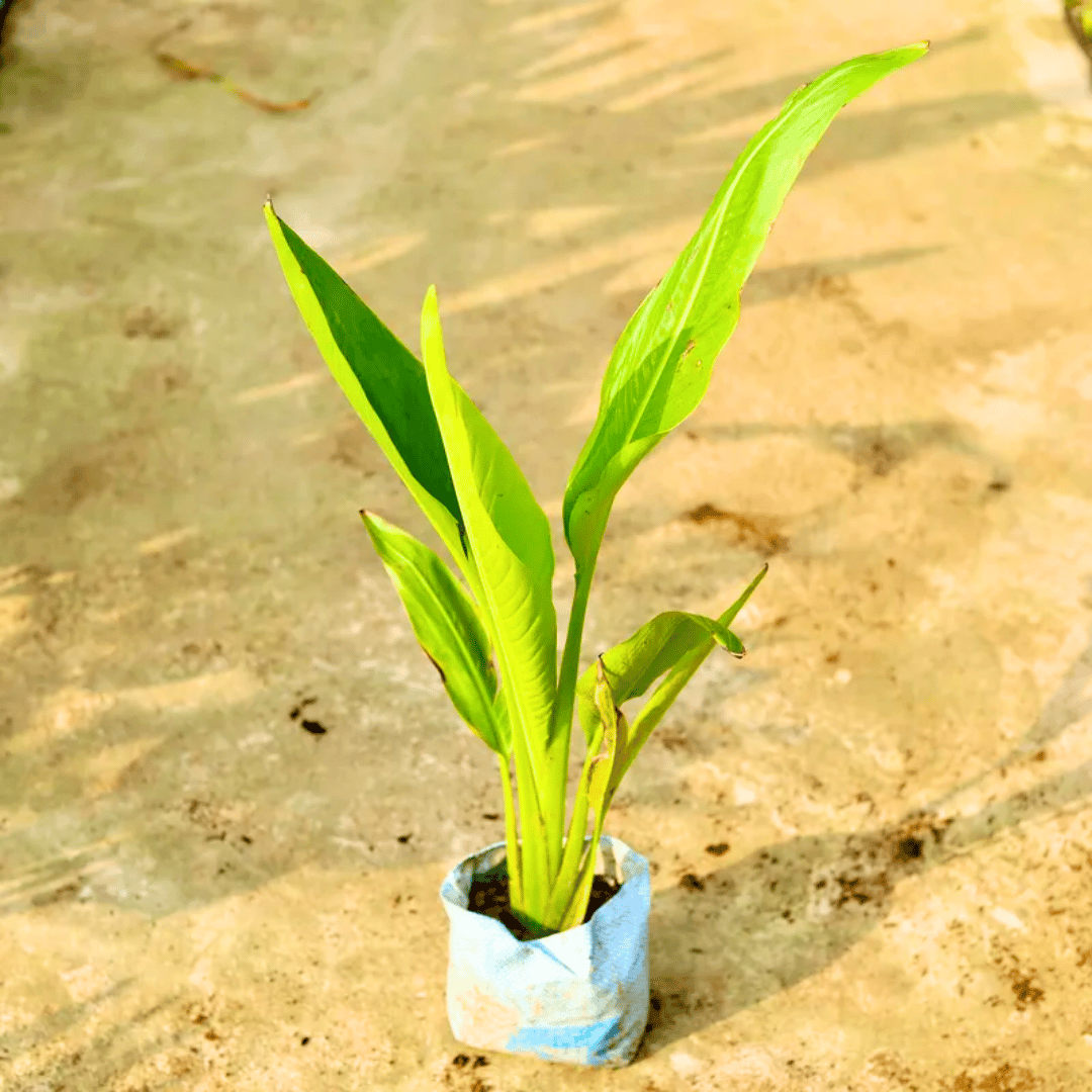 Traveller Palm in 8 Inch Nursery Bag