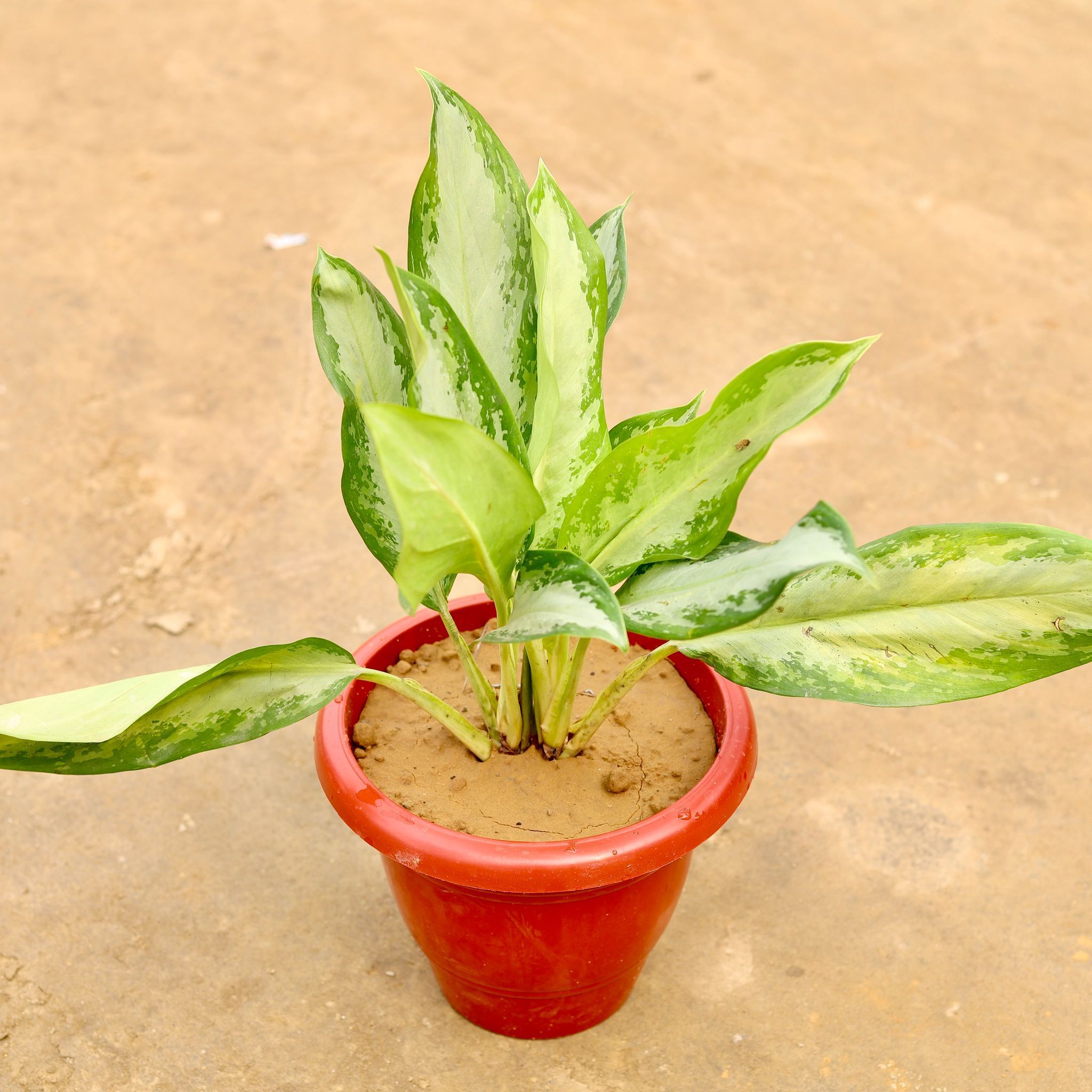 Aglaonema Dove in 10 Inch Classy Red Plastic Pot