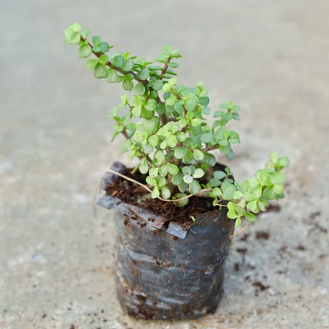 Jade Plant in 5 Inch Nursery Bag