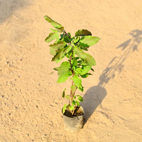 Tulsi Plant in 4 inch Nursery Bag