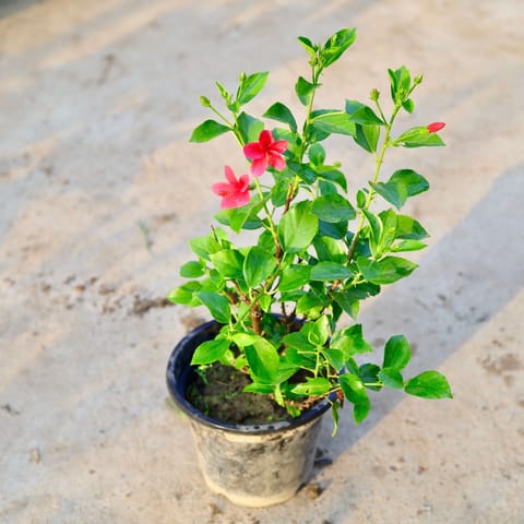 Pink Hibiscus / Gudhal High Choice in 8 Inch Nursery Pot