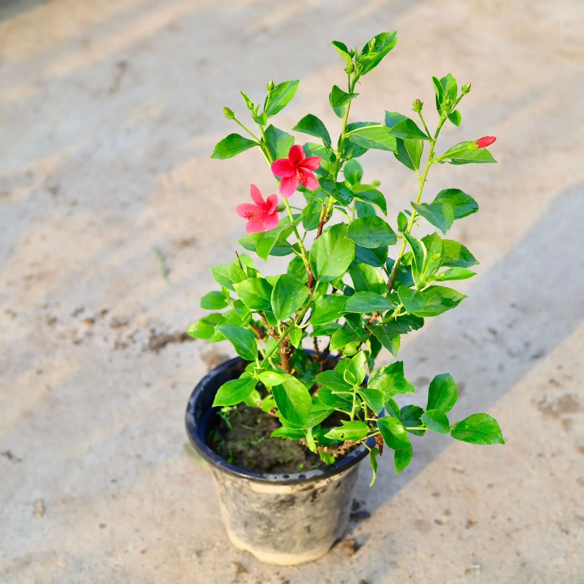 Pink Hibiscus / Gudhal High Choice in 8 Inch Nursery Pot