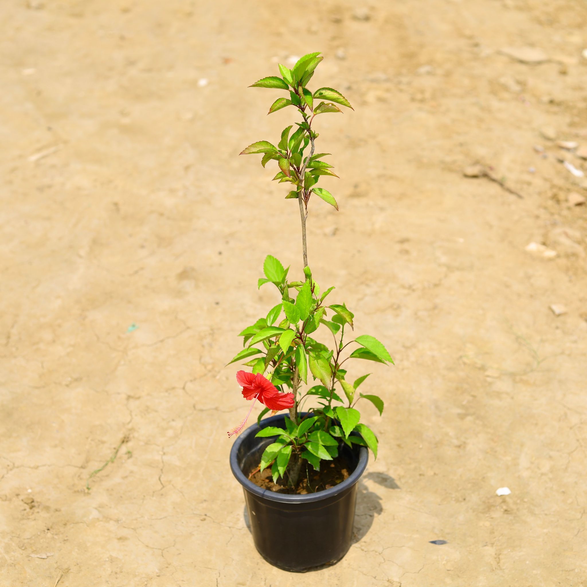 Hibiscus / Gudhal (Any colour) in 6 Inch Nursery Pot