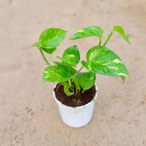 Money Plant Green in 4 Inch Nursery Pot (Any Colour)