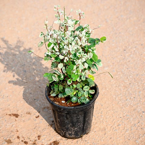 Aralia Snow Bush in 5 Inch Nursery Pot