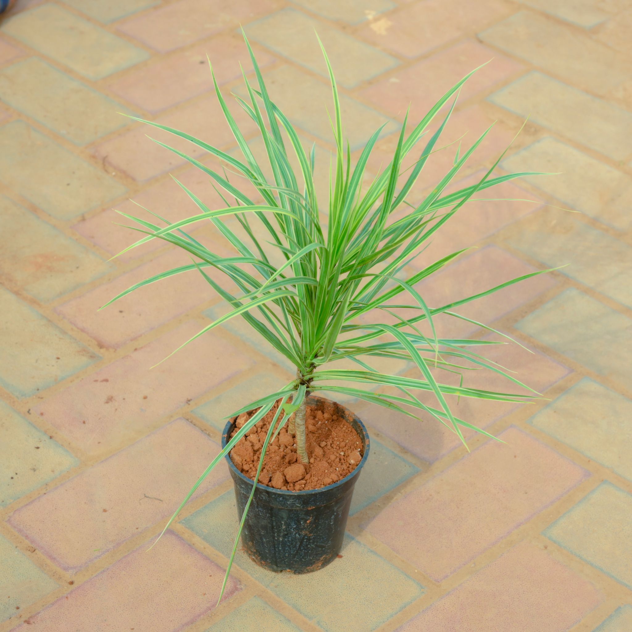 Dracaena Colorma Green in 4 Inch Nursery Pot