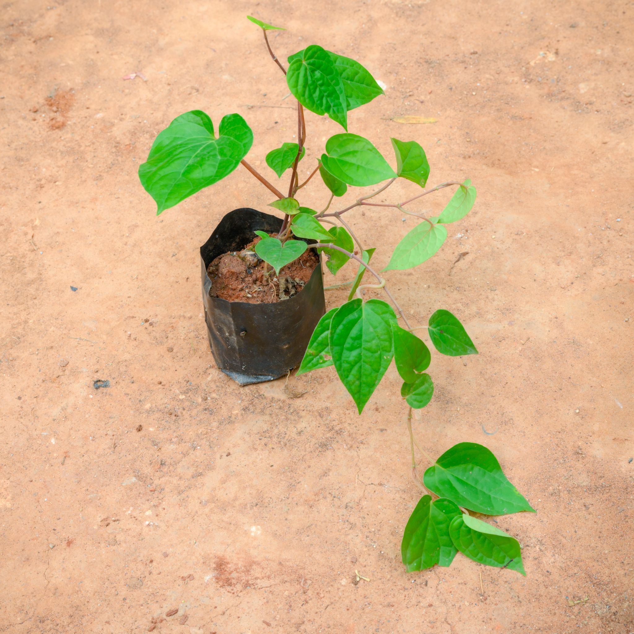 Paan / Betel Leaf in 4 Inch Nursery Bag