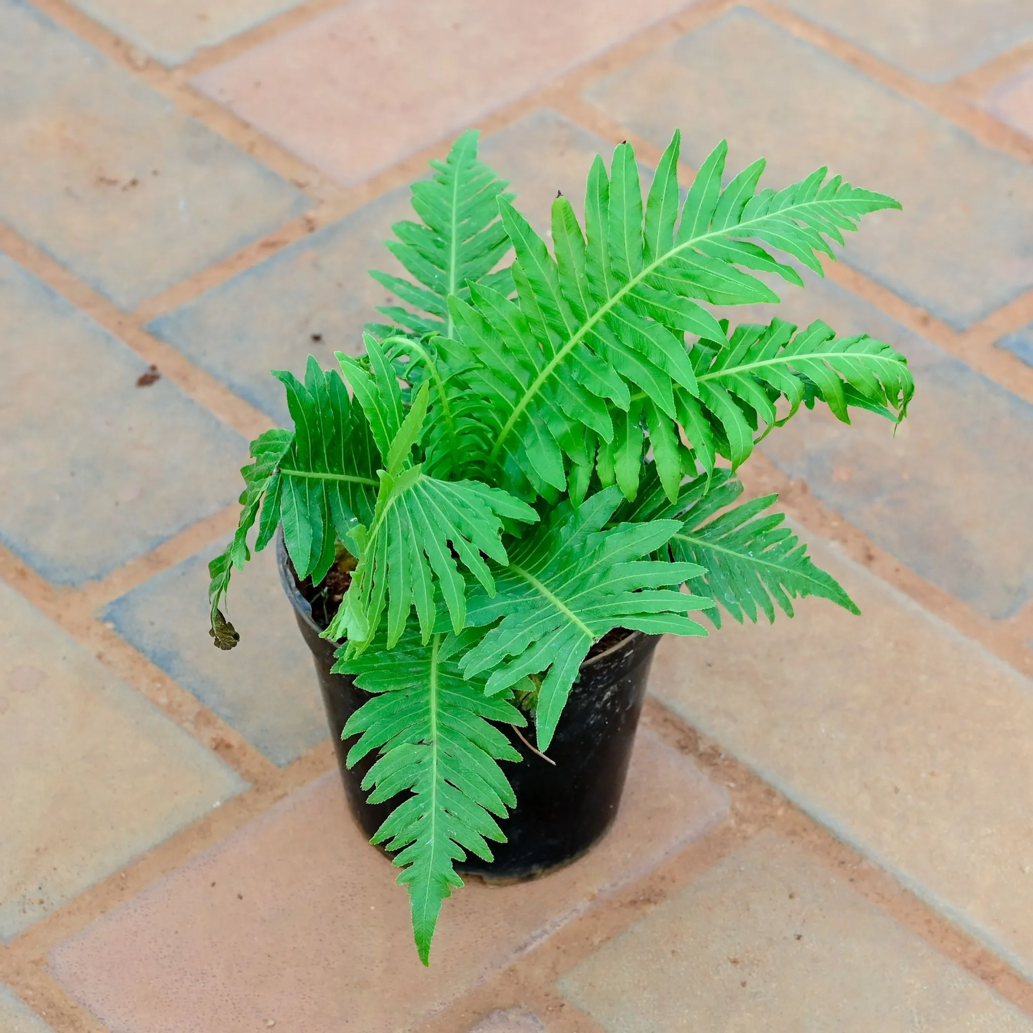 Western Sword Fern in 5 Inch Nursery Pot