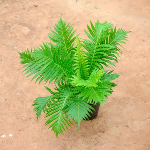 Tree Fern in 5 Inch Nursery Pot