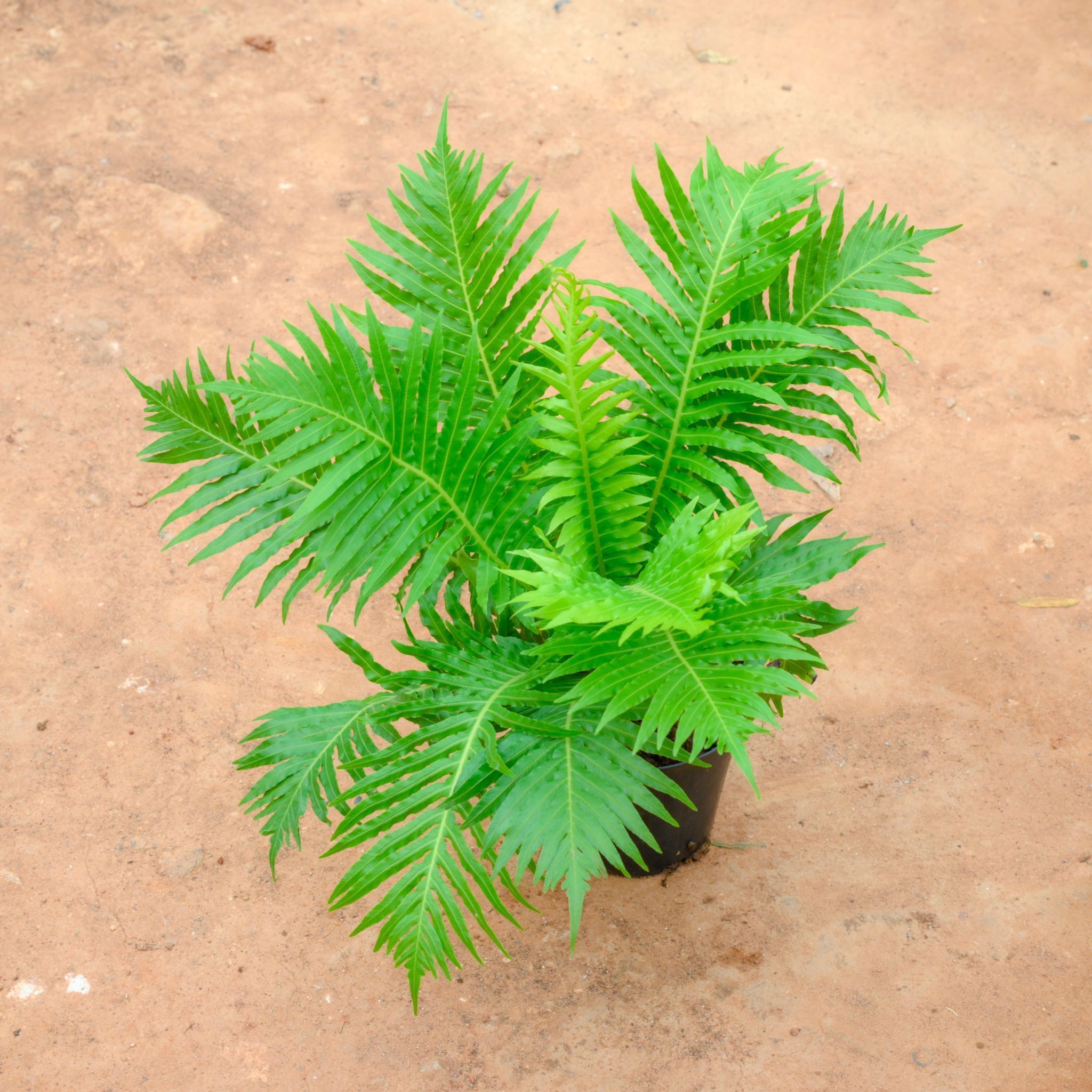 Tree Fern in 5 Inch Nursery Pot
