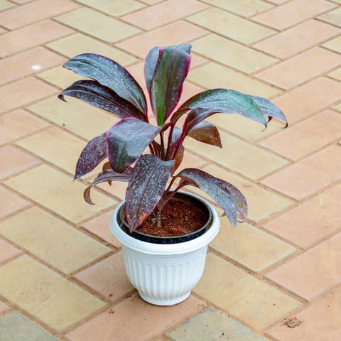 Dracaena Kedarnath (~ 1.5 Ft) in 7 Inch White Olive Plastic Pot