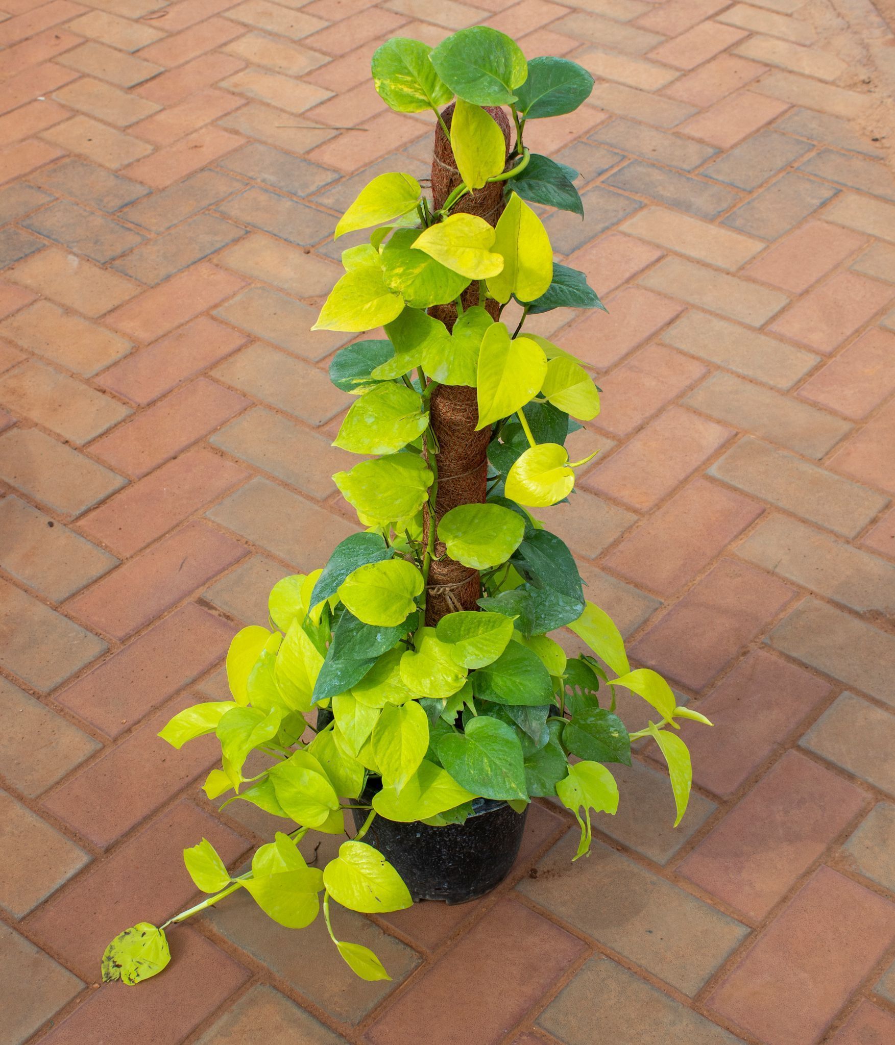 Money Plant Golden With 3 Ft Moss Stick in 10 Inch Nursery Pot