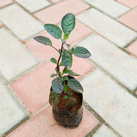 Shyama Tulsi in 3 Inch Nursery Bag