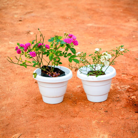 Set Of 2 - Button Rose (White & Pink) in 8 Inch White Classy Plastic Pot
