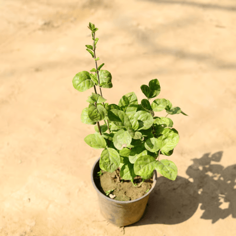 Motiya Jasmine in 6 Inch Nursery Pot