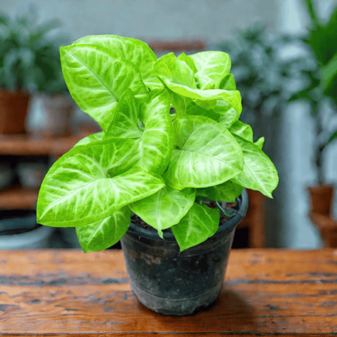 Syngonium Golden in 5 Inch Nursery Pot