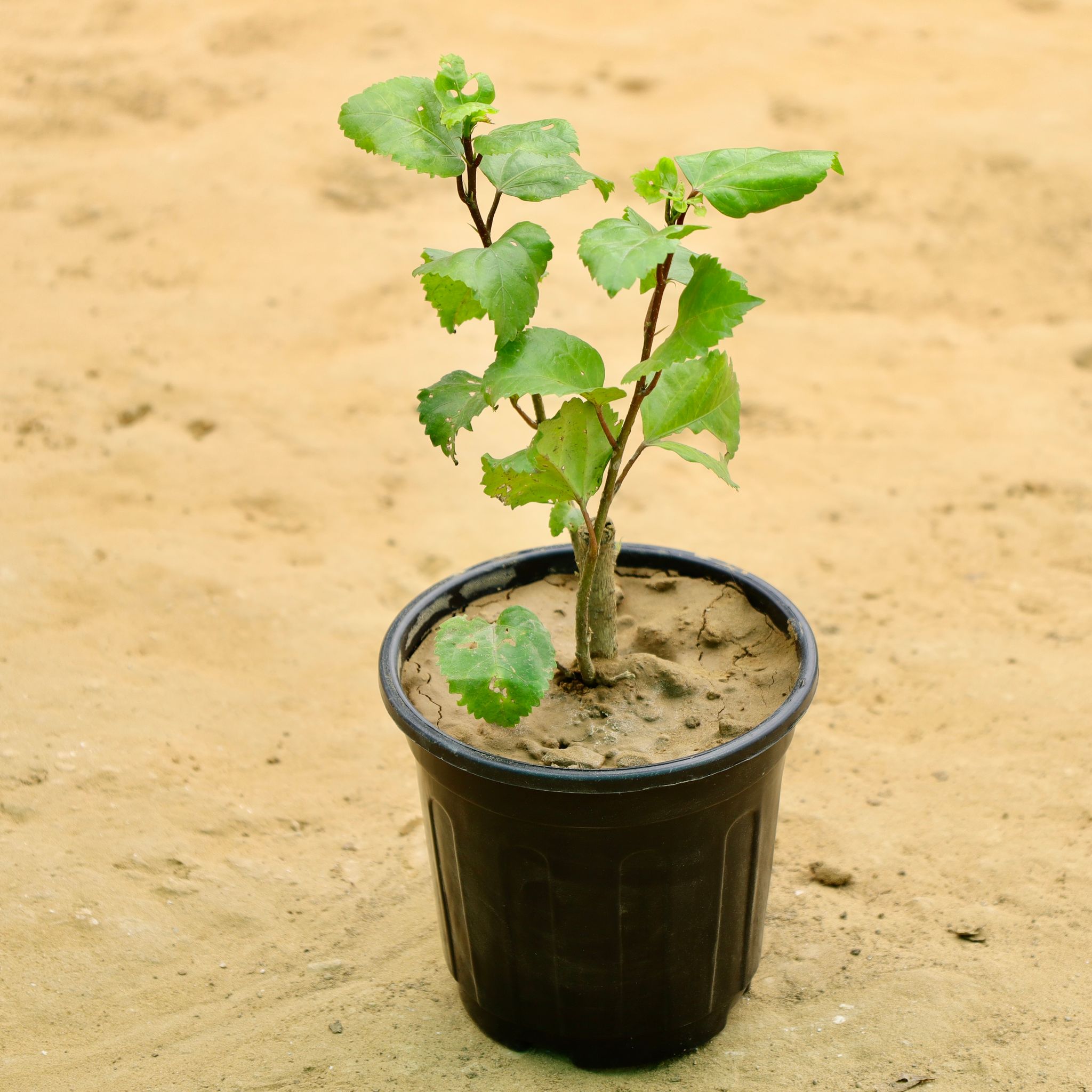 Desi Hibiscus / Gudhal (Any colour) in 5 Inch Nursery Pot