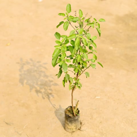 Free Gift - Tulsi in 3 Inch Nursery Bag - Flash Sale