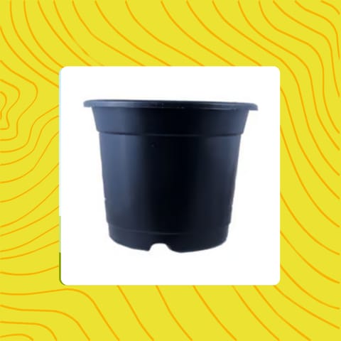 Free Gift - 4 Inch Black Nursery Pot - Flash Sale