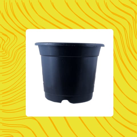 Free Gift - 4 Inch Black Nursery Pot - Flash Sale