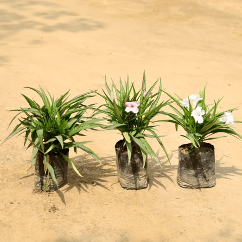 Set of 3 - Ruellia / Mexican Petunia  in 4 Inch Nursery bag