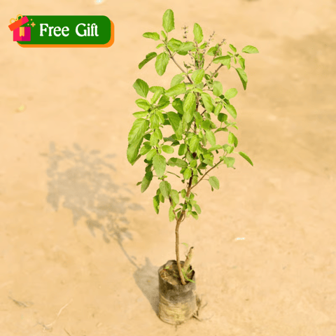 Free Gift - Tulsi in 3 Inch Nursery Bag - Flash Sale