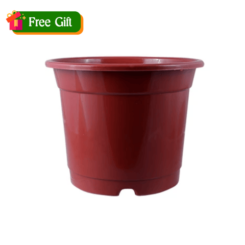 Free Gift - 4 Inch Red Nursery Pot - Flash Sale