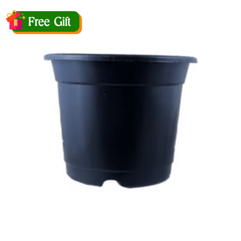 Free Gift - 4 Inch Black Nursery Pot - Flash Sale