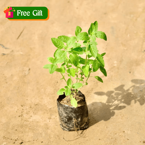 Free Gift -Tulsi in 3 Inch Nursery Bag - Flash Sale