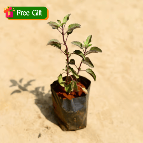 Free Gift - Tulsi 3 Inch Nursery Bag - Flash Sale