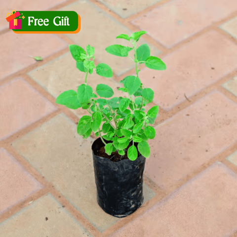 Free Gift -Tulsi in 3 Inch Nursery Bag - Flash Sale